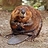 BeaverBrother